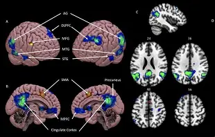 Harmo Brain supporting memory and cognitive function